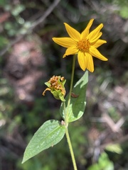 Aspilia mossambicensis