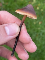 Macrocystidia cucumis