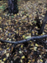 Apoda limacodes