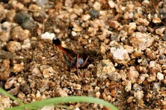 Ammophila rubiginosa