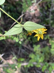 Aspilia mossambicensis