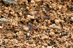 Ammophila rubiginosa