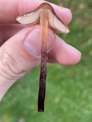 Macrocystidia cucumis