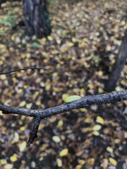 Apoda limacodes