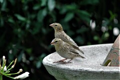 Quelea quelea lathamii