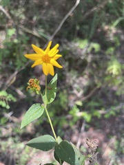 Aspilia mossambicensis