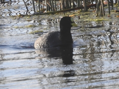 Fulica armillata