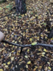 Apoda limacodes