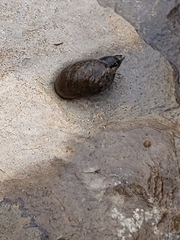 Lymnaeidae