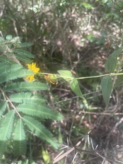 Aspilia mossambicensis