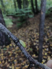 Apoda limacodes