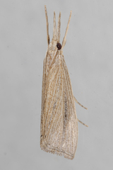 Eoreuma densellus