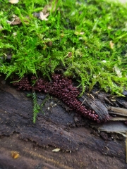Arcyria stipata