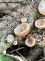 Auricularia auricula-judae