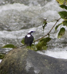 Cinclus leucocephalus