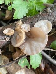 Auricularia auricula-judae