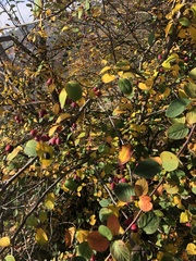 Cotoneaster integerrimus