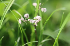 Torilis arvensis