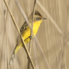 Pseudocolopteryx sclateri