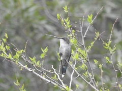 Heliomaster furcifer