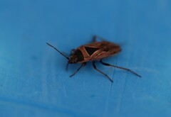 Xanthochilus quadratus