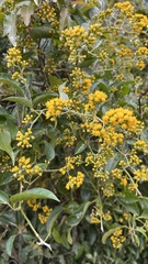 Pentacalia comarapensis