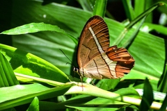 Pierella nereis