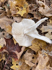 Leucocybe