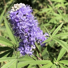 Vitex agnus-castus