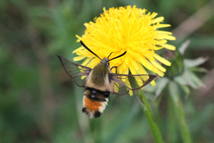 Hemaris tityus
