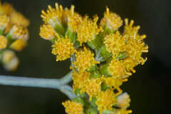 Pentacalia comarapensis