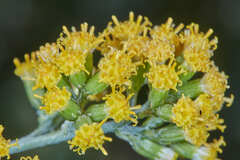 Pentacalia comarapensis