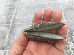 Perna viridis