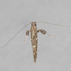 Caloptilia triadicae