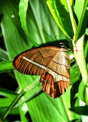 Pierella nereis