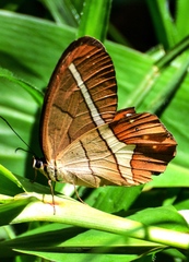 Pierella nereis