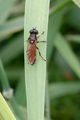 Pyrophaena granditarsis