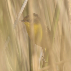 Pseudocolopteryx sclateri