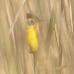 Pseudocolopteryx sclateri