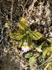 Pinguicula hirtiflora