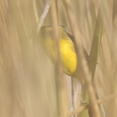 Pseudocolopteryx sclateri