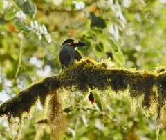 Andigena laminirostris
