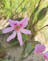 Pelargonium tabulare