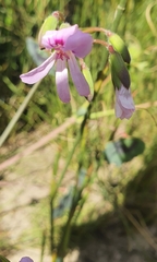 Pelargonium tabulare
