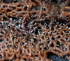 Polycephalomyces tomentosus
