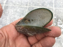 Perna viridis