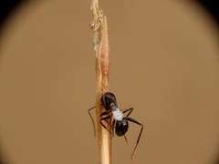 Camponotus sylvaticus