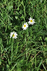 Leucanthemum vulgare
