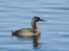 Podiceps major