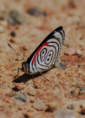Diaethria